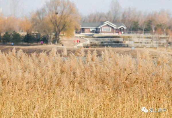 邂逅冬日浪漫！北京昌平這裡蘆葦成片，美得讓人心醉
