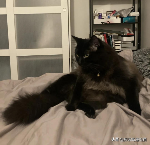 留學生被拒20次終於領養到貓，半年後發現小貓咪居然變色了