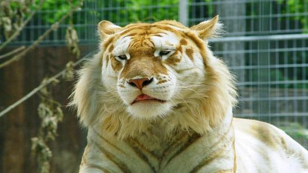 野生動物也會雜交，其後代有多慘？是否該禁止動物雜交？