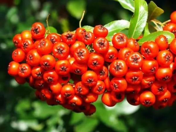 冬天沒花看？看看這2種&OpenCurlyDoubleQuote;觀果&rdquo;植物，擺一盆在客廳，好看又好養