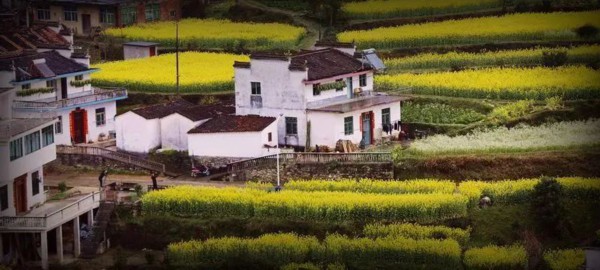 全國賞春花時間表出爐！你的家鄉上榜了嗎？