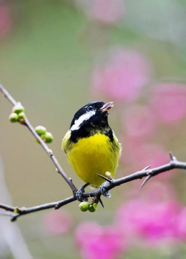 100幅美麗的鳥圖欣賞