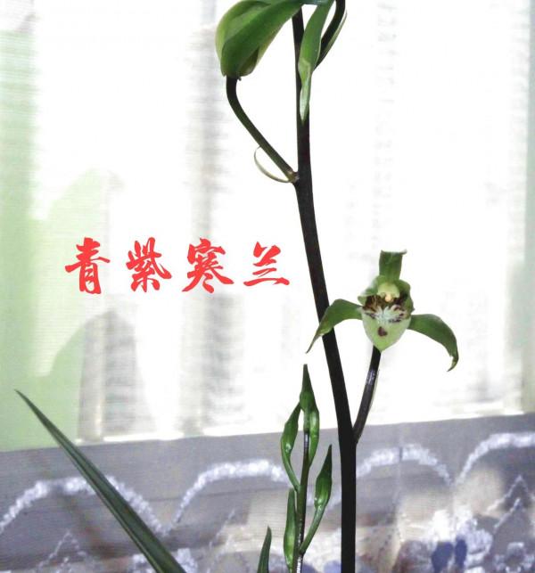 為什麼很多人養花養不活