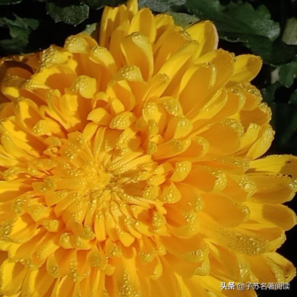 為什麼劉備張口第一個英雄就是袁本初？