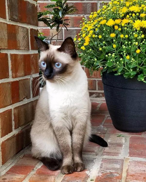 乾貨:熱門貓咪的最新參考價格,你有買貴了嗎? 乾貨:熱門貓咪的最新參考價格,你有買貴了嗎?