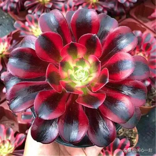 分享——不一樣的多肉