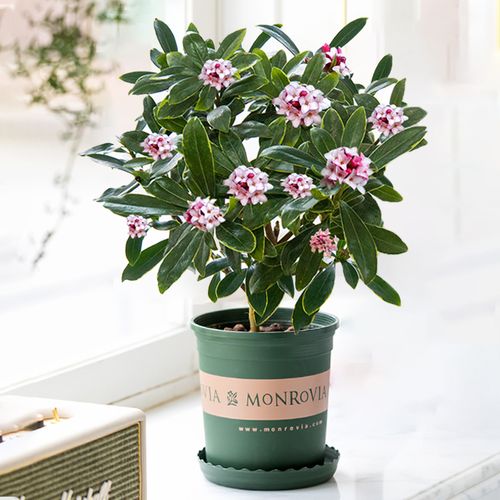 5種&OpenCurlyDoubleQuote;富貴花&rdquo;，越冷越開花，開在冰雪裡，氣質高雅又漂亮