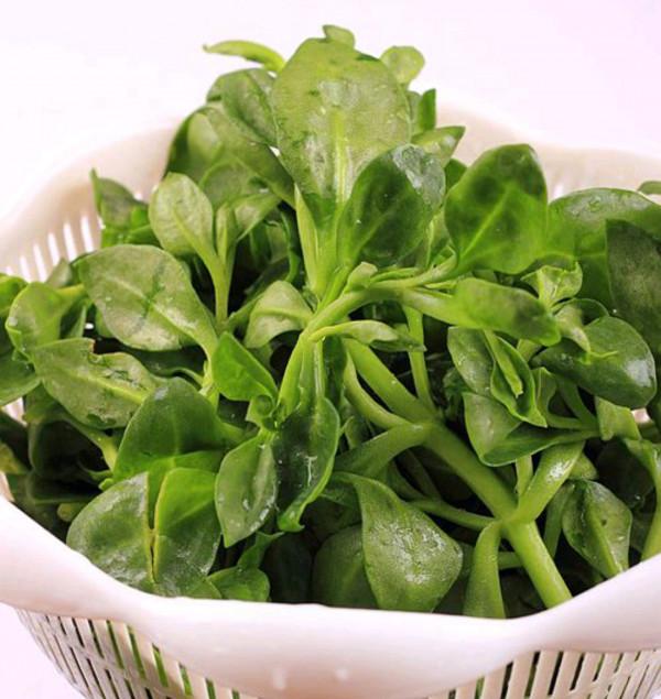 小盆栽，大用處！家裡就養這7種“健康花”，關鍵時刻幫大忙