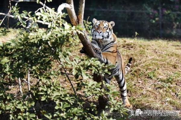 福虎開心驛站「 i 老虎 you」