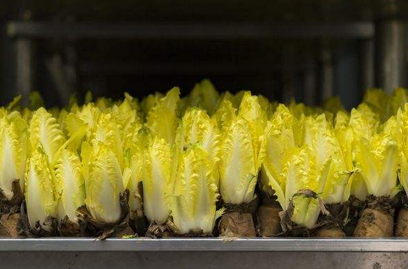 靠“摸黑”種植的蔬菜，像極了娃娃菜，價格是娃娃菜數倍