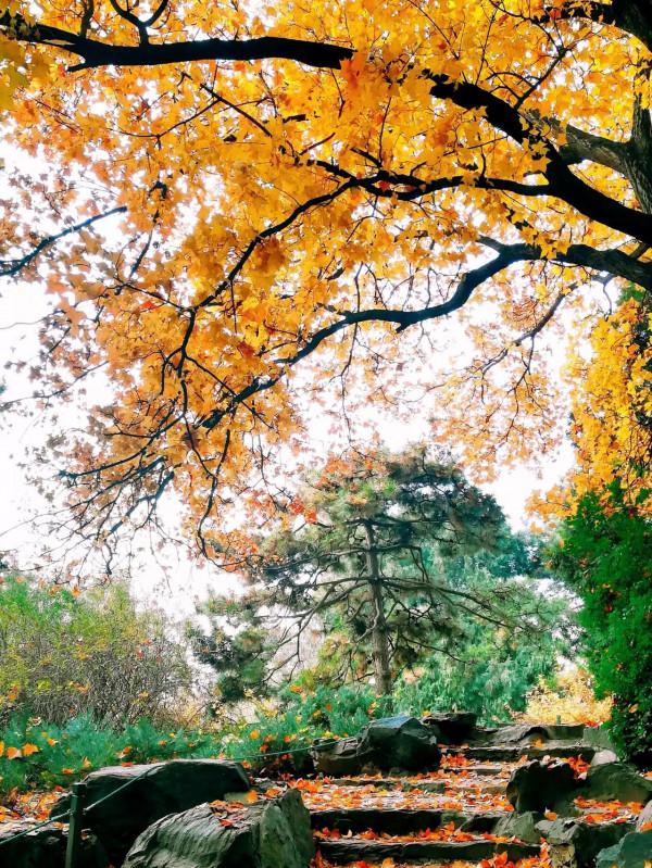 北京中山公園看水杉，來今雨軒吃冬菜包子