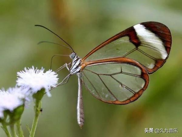 世界上最美麗的蝴蝶