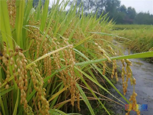 美哭了！不用去雲貴高原，在北京就能欣賞到的超美梯田，還免門票~