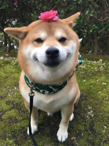 最忠誠的狗狗與最不忠誠的狗狗,鏟屎官知道是那些麼? 最忠誠的狗狗與最不忠誠的狗狗,鏟屎官知道是那些麼?