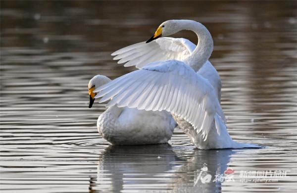 天鵝掠影，好一幅靈動飄逸的絕美畫卷