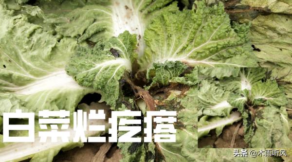 大白菜出現“爛疙瘩”損失大,是什麼原因引起的?如何防治 大白菜出現“爛疙瘩”損失大,是什麼原因引起的?如何防治