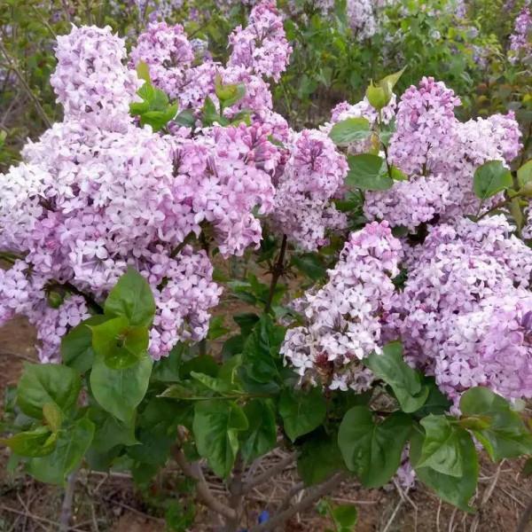 分享圖片，唯美浪漫丁香花