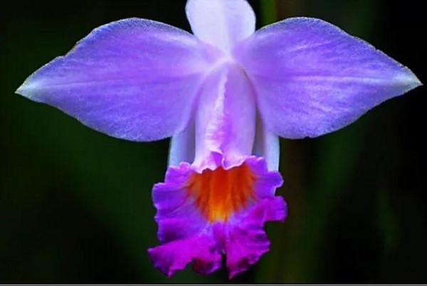 竹葉蘭-植株較大，花色鮮豔，花型像美麗的卡特蘭，且有香味