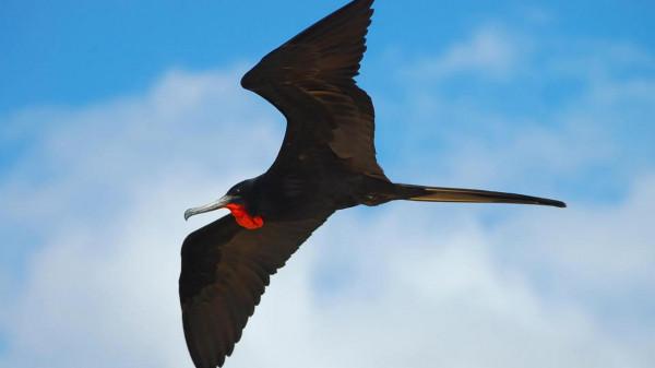 世界上速度最快的動物，你們還知道有哪些？