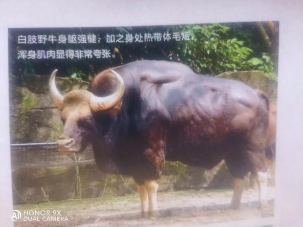 牛，名牛薈萃，