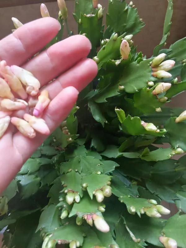 蟹爪蘭軟趴趴，葉子蔫不開花，避開3個&OpenCurlyDoubleQuote;痛點&rdquo;，過年開成花大樹