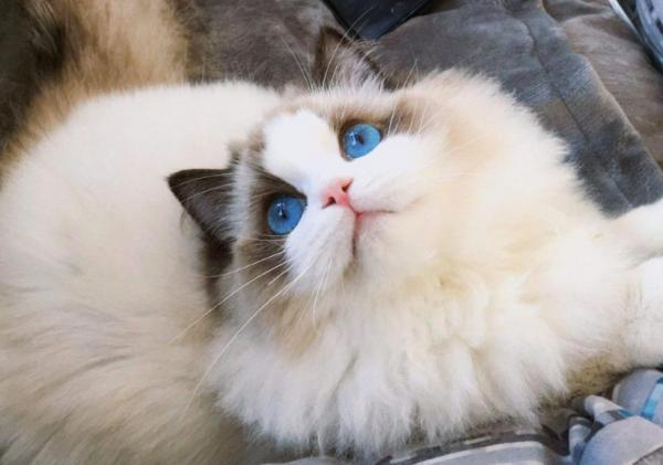 貓界排行榜之懂事的貓，它們不會忘恩負義