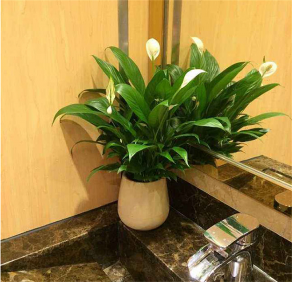 適合長期放在室內的植物,建議選擇10種花,不僅耐陰耐旱,還乾淨 適合長期放在室內的植物,建議選擇10種花,不僅耐陰耐旱,還乾淨