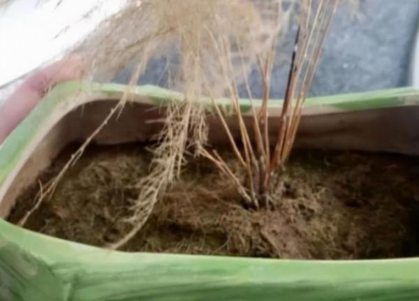 容易因多澆水而死的“18種花”，養不活都是由於手太勤