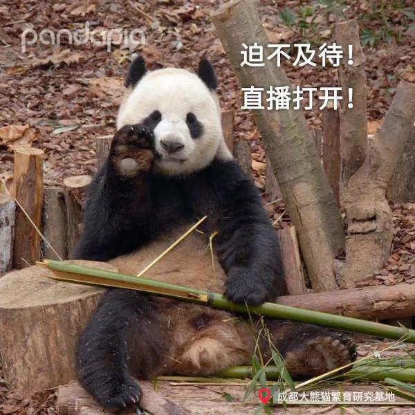 這年頭，沒點才藝還不能當國寶了？