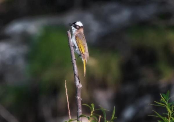 北京門頭溝生態改善引百鳥 冬季永定河成珍禽樂園