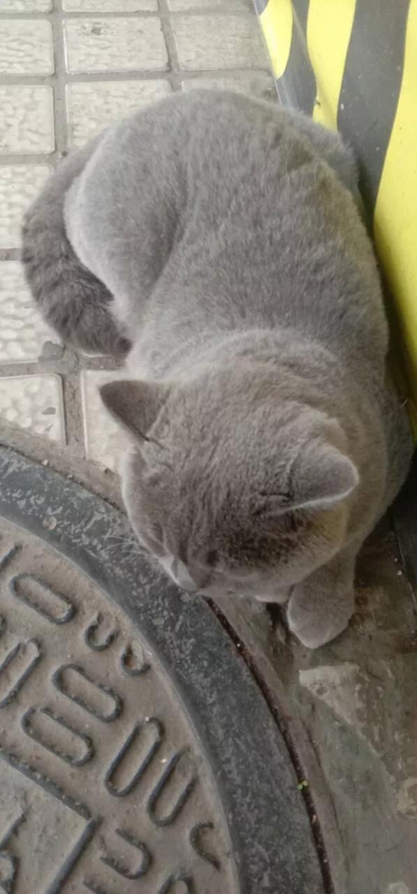 家裡不讓養貓，就賣了