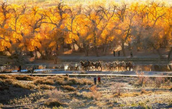 毫無懸念!今年最美的國內秋天,果然還是額濟納 毫無懸念!今年最美的國內秋天,果然還是額濟納