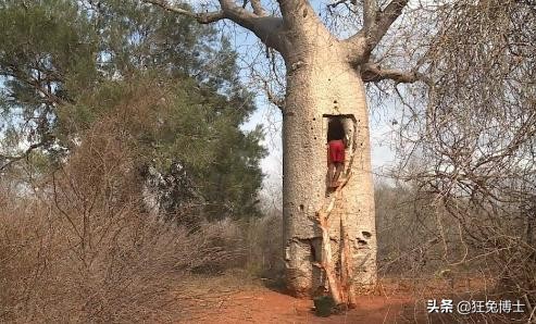 這是外國神樹?看看中國都曾引進過哪些?沒有對比就沒有傷害 這是外國神樹?看看中國都曾引進過哪些?沒有對比就沒有傷害