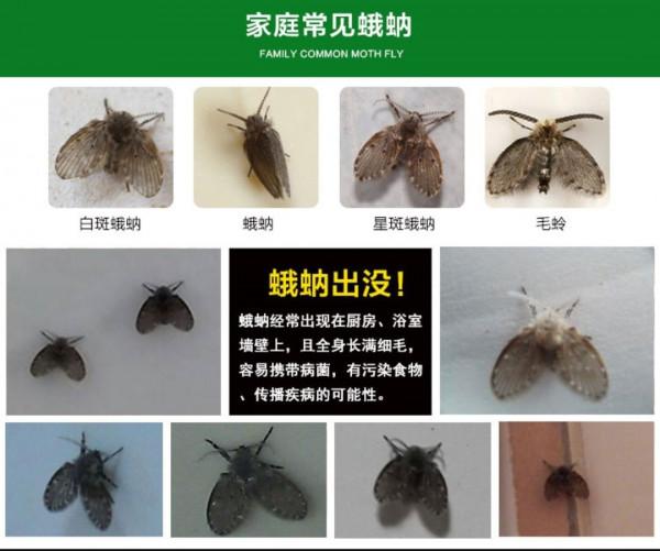 中國常見動植物(動物篇五)