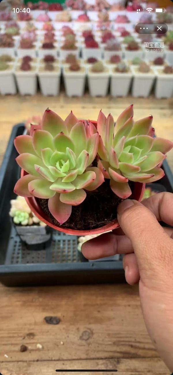 看了就想養的多肉啊