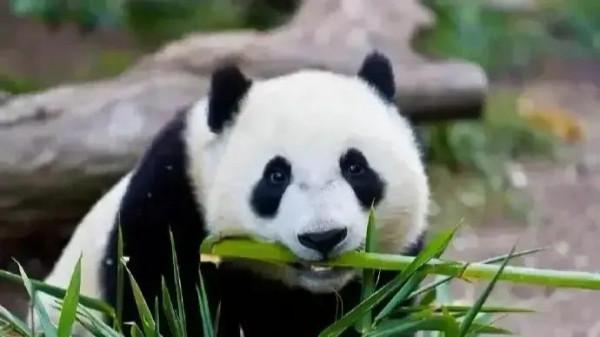 國寶“大熊貓”國家一級保護動物，這也太萌了吧