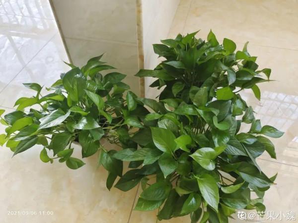 秋天病蟲害氾濫，自制養花殺蟲水，3天就見效