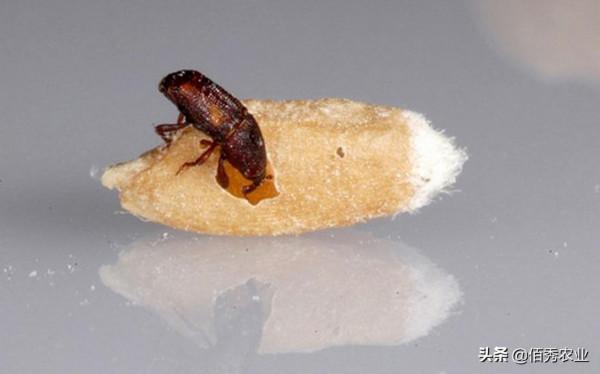 農村糧囤裡的“麥牛”,危害小麥防不勝防,農業專家告訴你咋防治 農村糧囤裡的“麥牛”,危害小麥防不勝防,農業專家告訴你咋防治