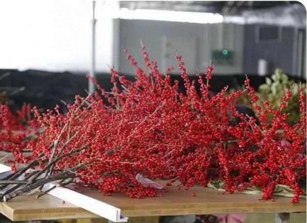 年宵花中的&OpenCurlyDoubleQuote;愛馬仕&rdquo;，紅果子掛滿枝，紅紅火火大吉大利