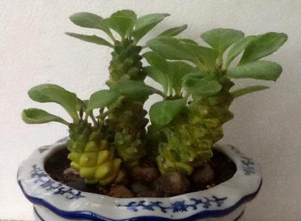 草莓、小紅衣、紅姬蓮適合手捧花的多肉，多肉介紹十四