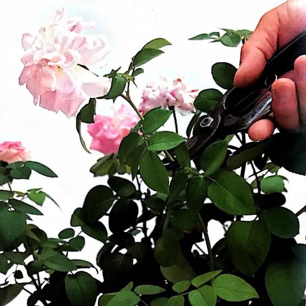 5種花“漂亮花”,十月大降價,便宜也別買,白白浪費錢 5種花“漂亮花”,十月大降價,便宜也別買,白白浪費錢