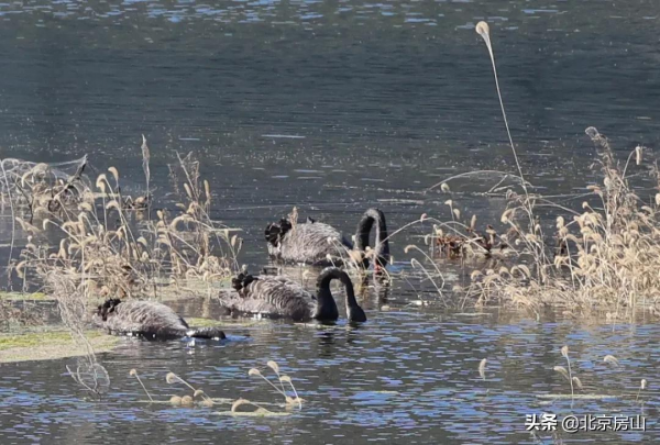 三隻黑天鵝暢遊永定河，多種珍稀鳥類齊聚房山這條生態廊道！