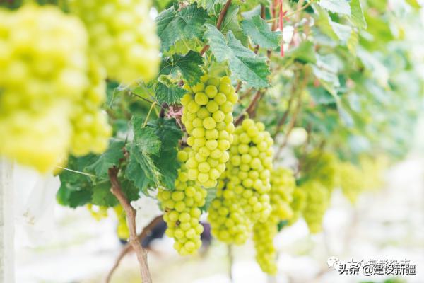 發現新疆之重 發現新疆之重