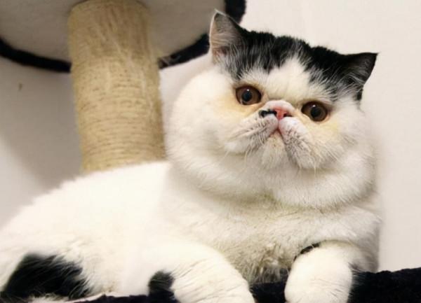 這5種貓，一生認很多主人，一點也不忠心