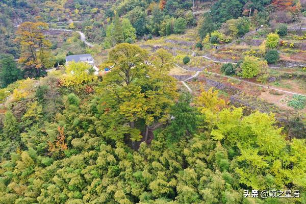 寧波有個古村,媲美篁嶺秋色,去過25次,你去過嗎 寧波有個古村,媲美篁嶺秋色,去過25次,你去過嗎