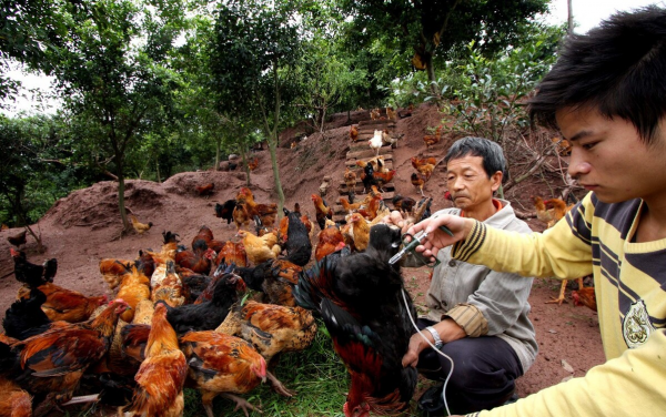 農村“林下養雞”專案如今人去林空,有人因此轎車變摩托,為啥? 農村“林下養雞”專案如今人去林空,有人因此轎車變摩托,為啥?