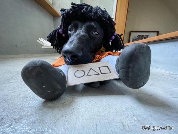 狗狗也要過萬聖節！寵物狗化身為《魷魚遊戲》中的木頭人鬼娃