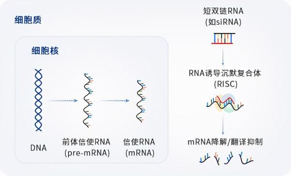 在研乙肝新藥RBD1016，I期臨床研究，正進行單劑量爬坡中