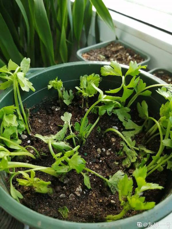 天氣一涼,吃這6種蔬果特養人,關鍵是在家也能種 天氣一涼,吃這6種蔬果特養人,關鍵是在家也能種