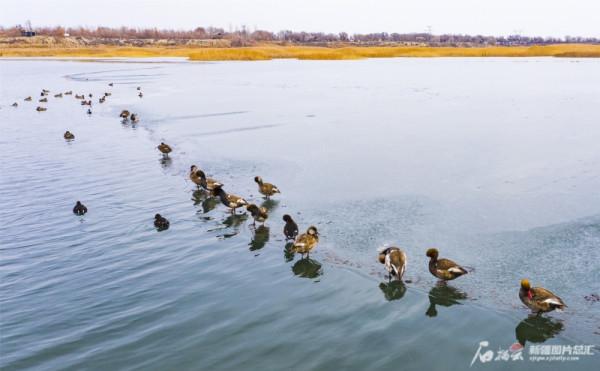 瑪納斯溼地公園成水鳥棲息地